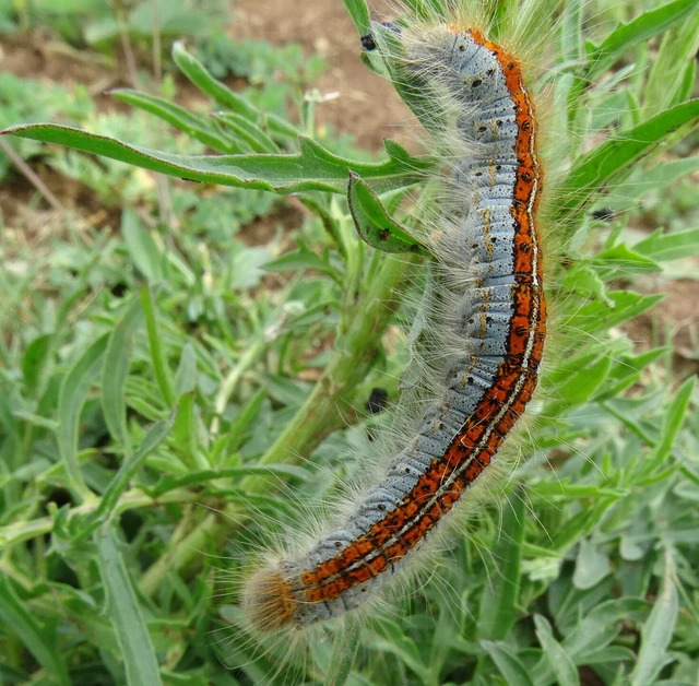 Malacosoma castrensis - kutyatejszövő