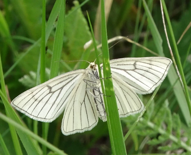 Siona lineata - vonalas fehéraraszoló