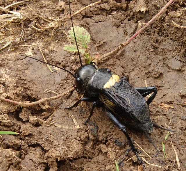 Gryllus campestris - mezei tücsök