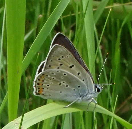 Lycaena alciphron - ibolyás tűzlepke