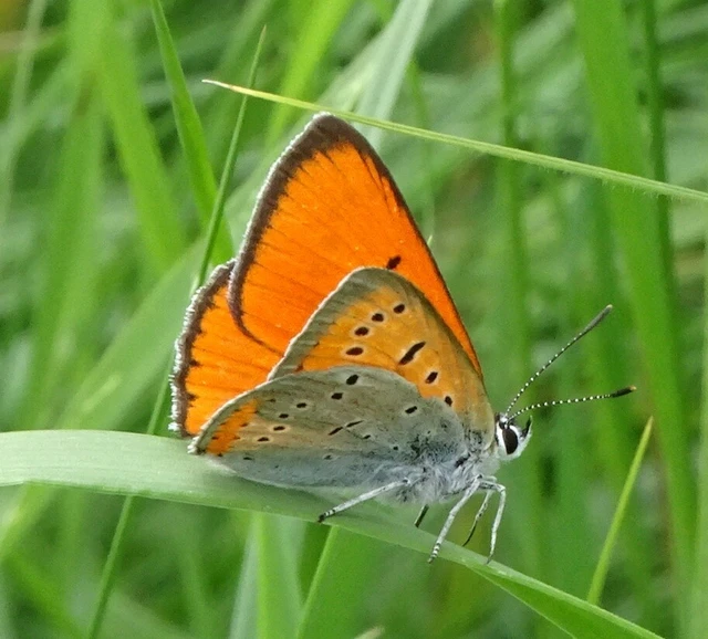 Lycaena dispar rutilus - nagy tűzlepke