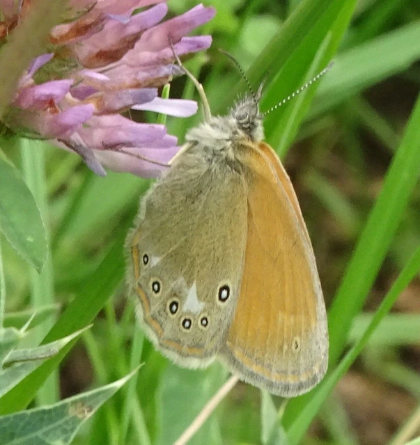 Coenonympha glycerion - közönséges szénalepke