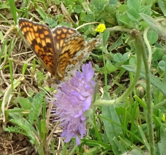 Melitaea phoebe - nagy tarkalepke