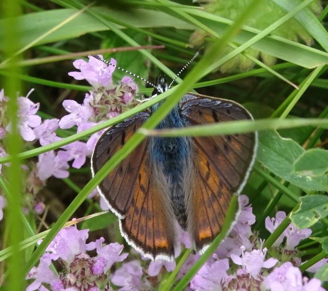 Lycaena alciphron - ibolyás tűzlepke