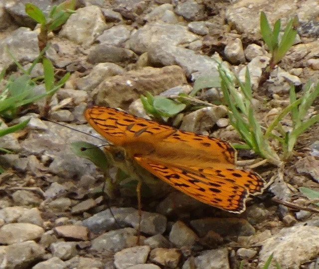Argynnis adippe - ezüstös gyöngyházlepke