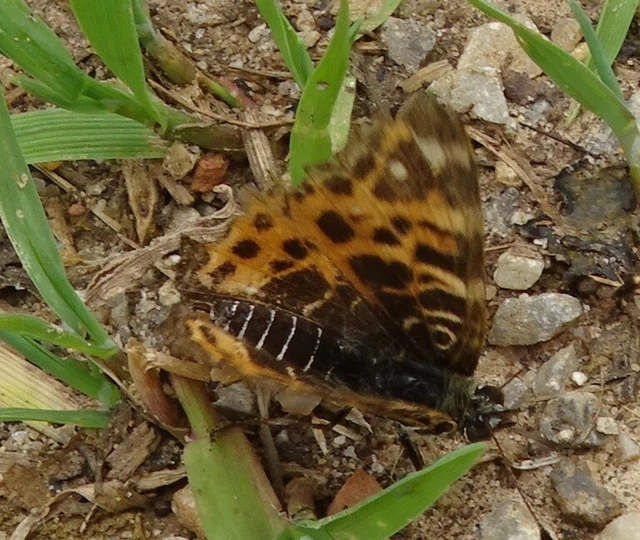 Araschnia levana - pókhálós lepke