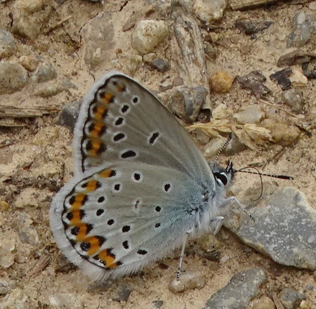 Plebejus argyrognomon - tintakék boglárka