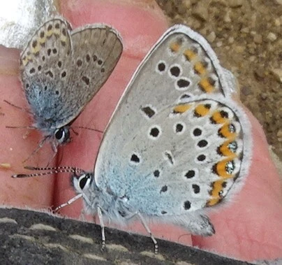 Plebejus argyrognomon - tintakék boglárka