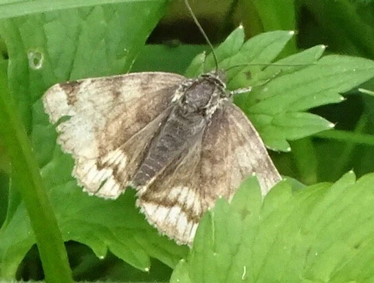 Euclidia glyphica - közönséges nappalibagoly