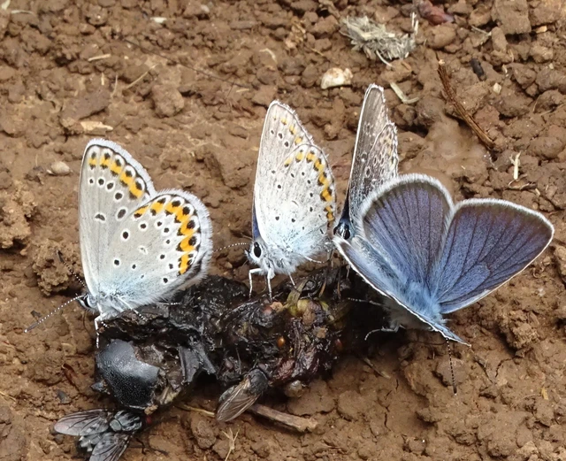 Plebejus idas - északi boglárka