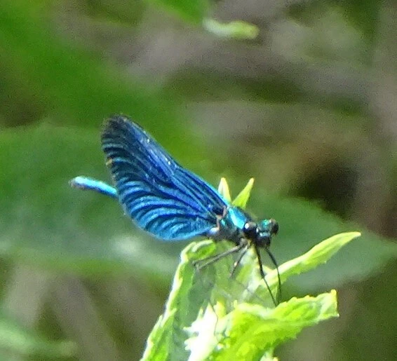 Calopteryx virgo - kisasszony-szitakötő