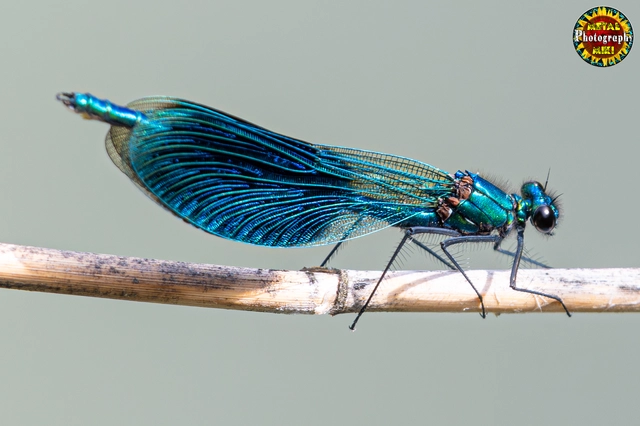 Calopteryx splendens - sávos szitakötő