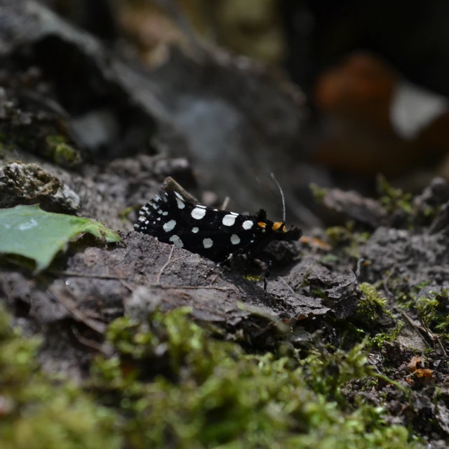 Euplocamus anthracinalis - fésűscsápú korhadékmoly
