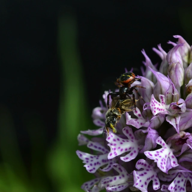 Synema globosum - fekete-sárga karolópók