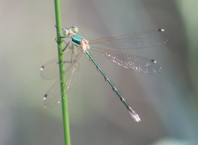 Lestes barbarus - foltosszárnyjegyű rablószitakötő