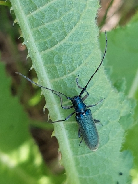 Agapanthia viti
