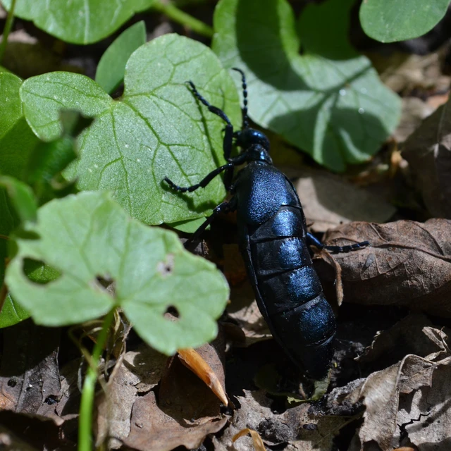Meloe violaceus - kék nünüke