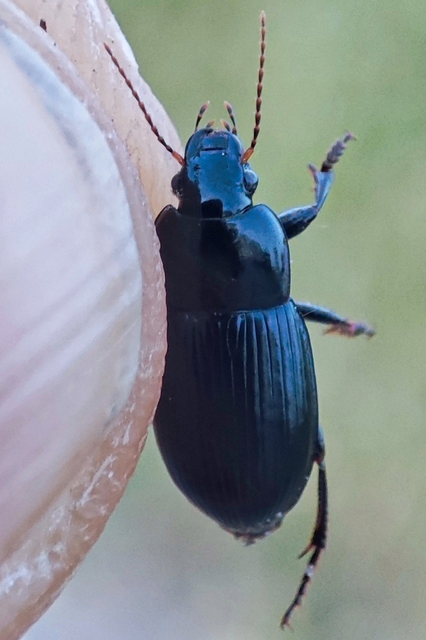 Harpalus serripes - fekete lomhafutó