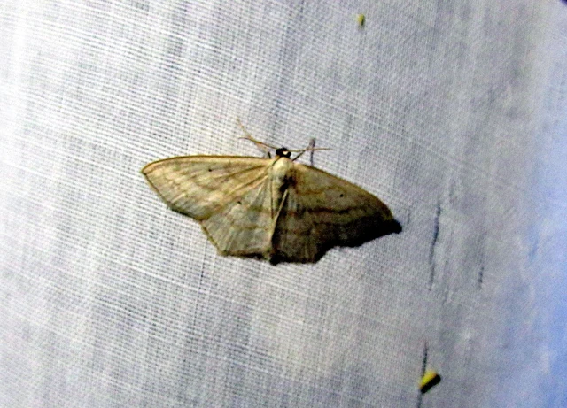 Scopula nigropunctata - feketepettyes araszoló