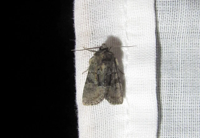 Oligia strigilis/latruncula/versicolor