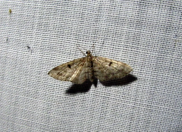 Eupithecia tantillaria - feketegyűrűs törpearaszoló