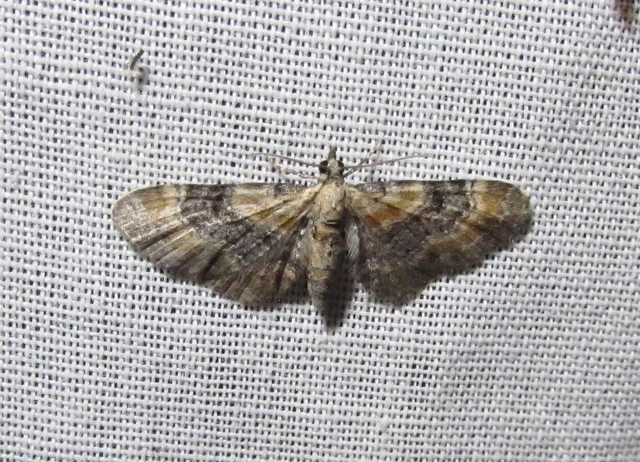 Eupithecia linariata - vonalas törpearaszoló