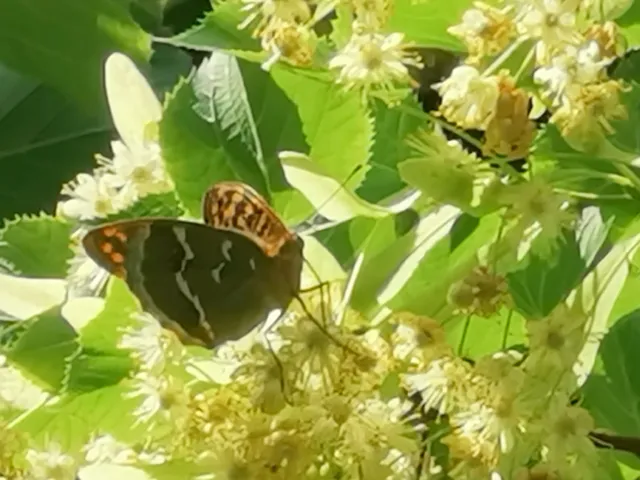 Argynnis pandora - zöldes gyöngyházlepke