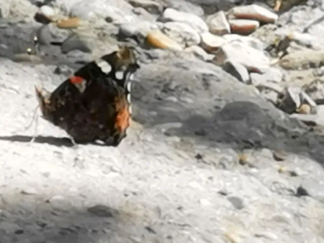 Vanessa atalanta - atalantalepke