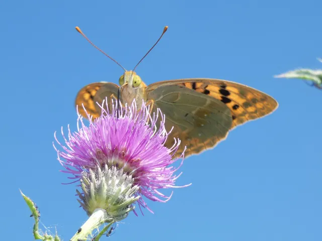 Argynnis pandora - zöldes gyöngyházlepke