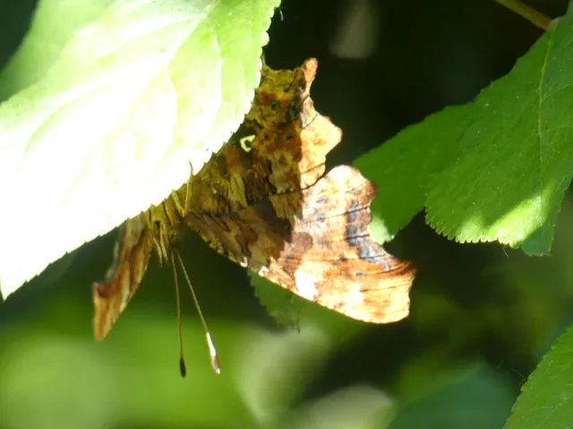 Nymphalis c-album - C-betűs lepke