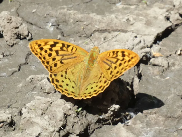 Argynnis pandora - zöldes gyöngyházlepke