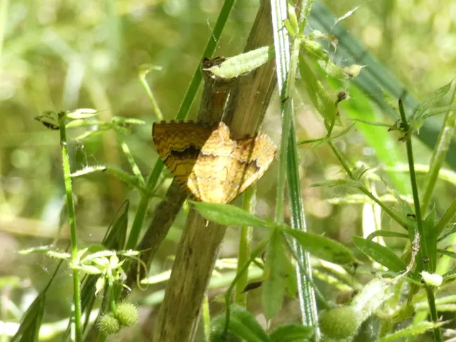 Camptogramma bilineata - kétvonalas sávosaraszoló