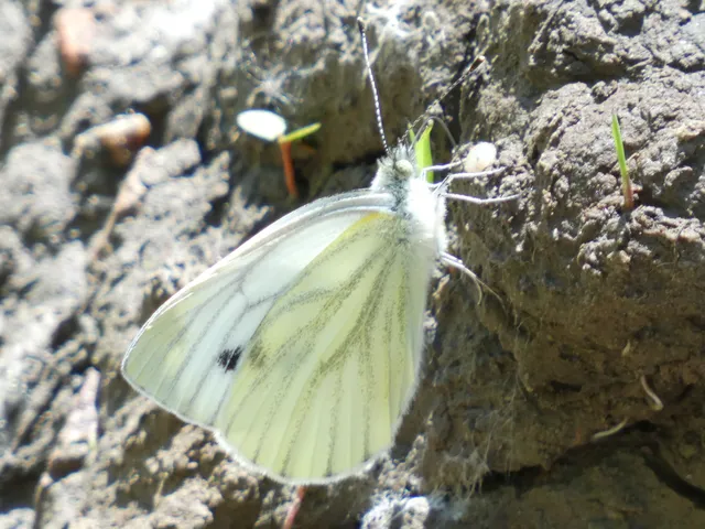Pieris napi - repcelepke