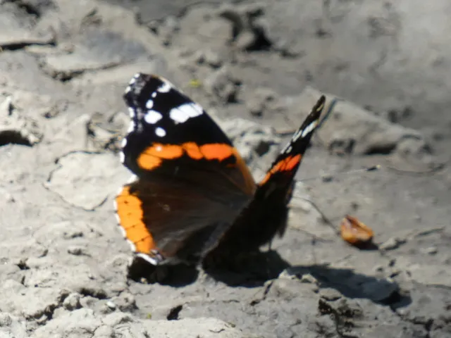 Vanessa atalanta - atalantalepke