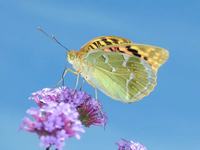 Argynnis pandora - zöldes gyöngyházlepke