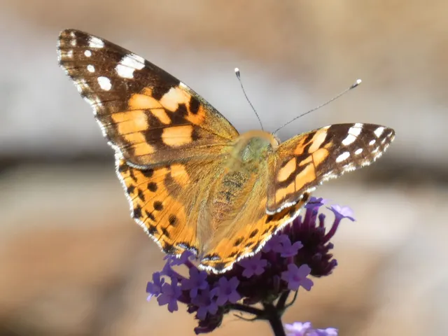 Vanessa cardui - bogáncslepke