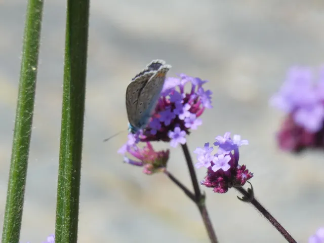 Polyommatus icarus - közönséges boglárka