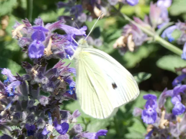 Pieris rapae - répalepke