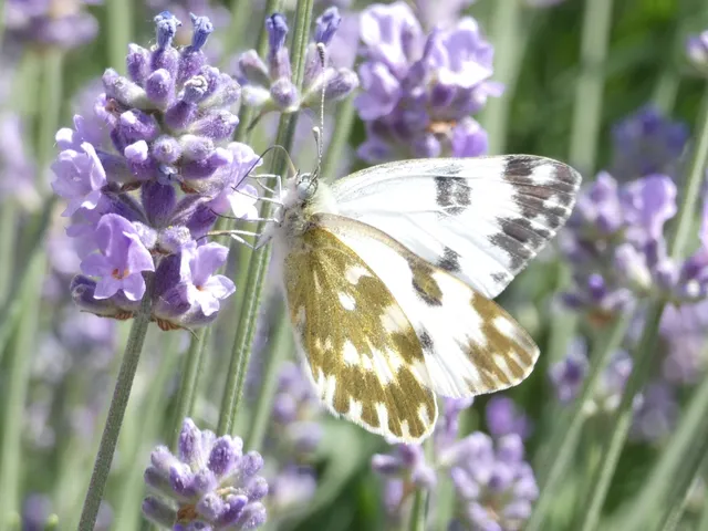 Pontia edusa - rezedalepke