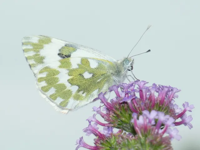 Pontia edusa - rezedalepke