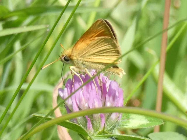 Thymelicus lineola - vonalas busalepke