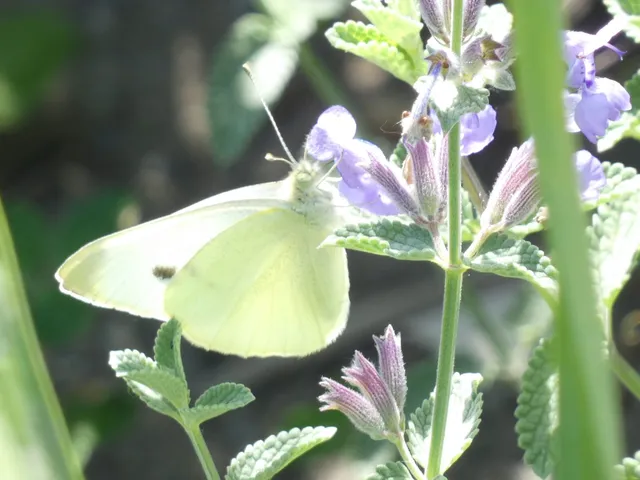 Pieris rapae - répalepke