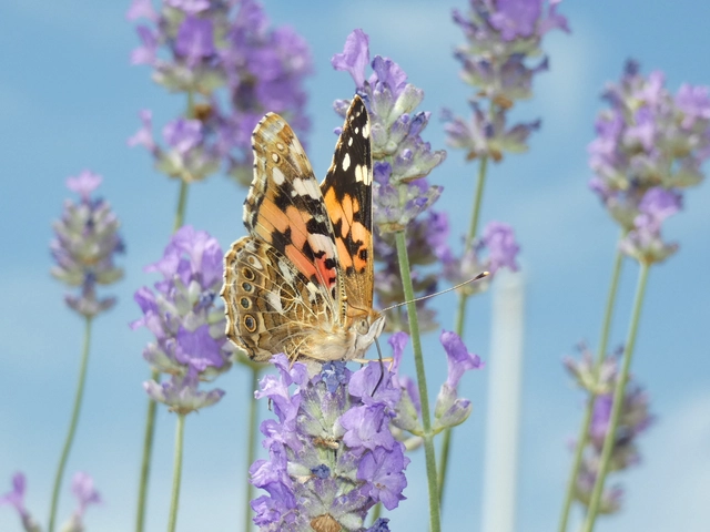 Vanessa cardui - bogáncslepke