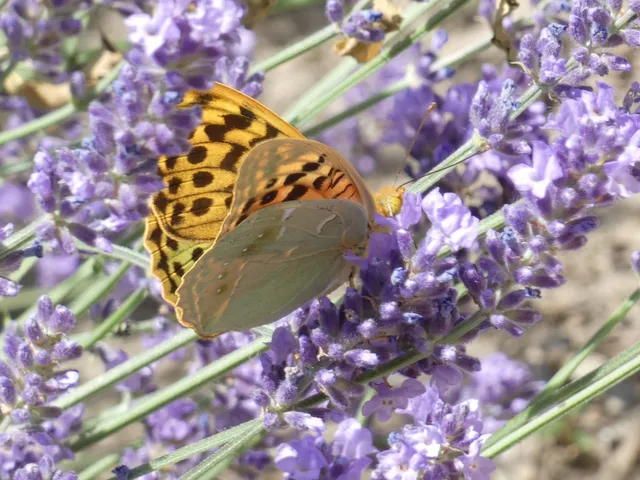 Argynnis pandora - zöldes gyöngyházlepke