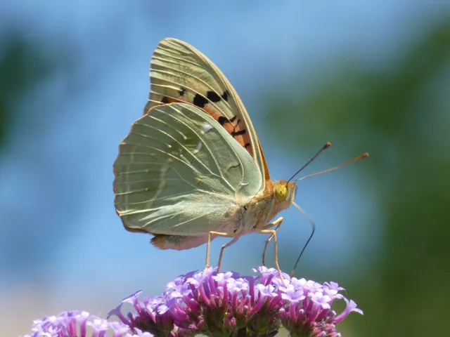 Argynnis pandora - zöldes gyöngyházlepke