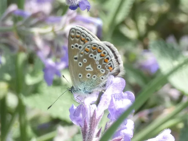 Polyommatus icarus - közönséges boglárka