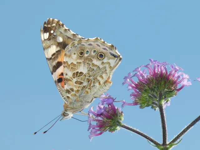 Vanessa cardui - bogáncslepke
