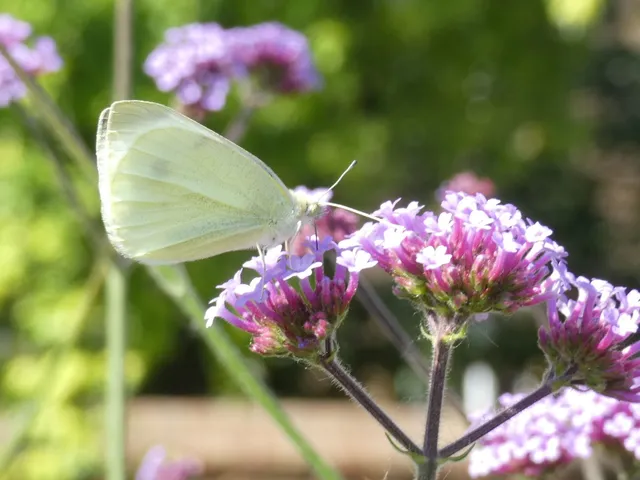 Pieris rapae - répalepke