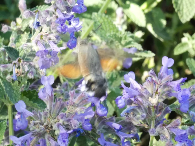 Macroglossum stellatarum - kacsafarkú szender