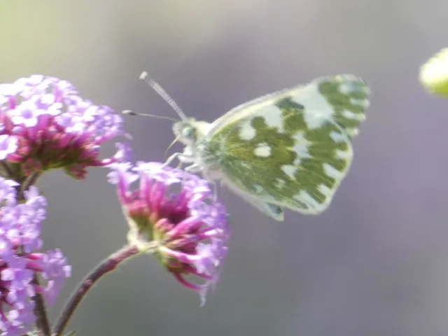 Pontia edusa - rezedalepke